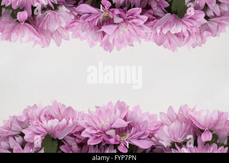 pink flower frame on white background Stock Photo