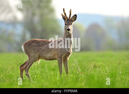 Wild roe deer in a coat changing process Stock Photo