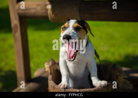 Little dog Jack Russell Terrier yawns Stock Photo