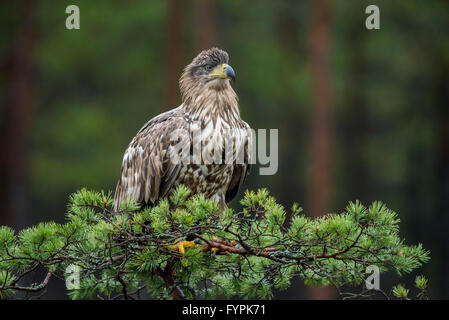 Young White-tailed Eagle on a pine tree Stock Photo