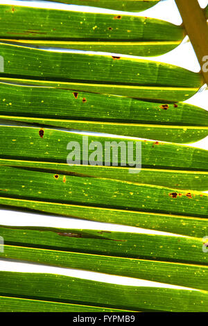 thailand   abstract  in the light  of a  green  white Stock Photo