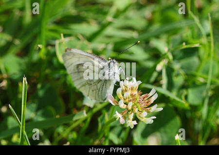 cabbage white butterfly close up Latin name pieris rapae brassicae farfalla in Italy Stock Photo