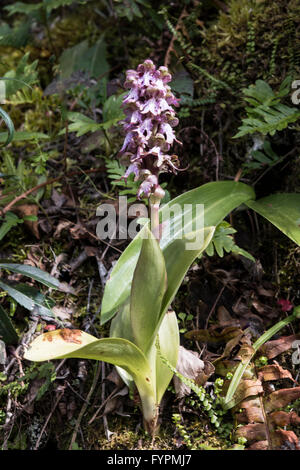 Himantoglossum robertianum, Giant Orchid, growing on a rocky roadside, Asturias, Northern Spain. April. Stock Photo