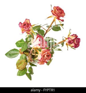 Dried pink roses over the white background Stock Photo