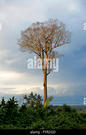 Brazil, Para, Trairao, Amazon rainforest, pond Stock Photo - Alamy