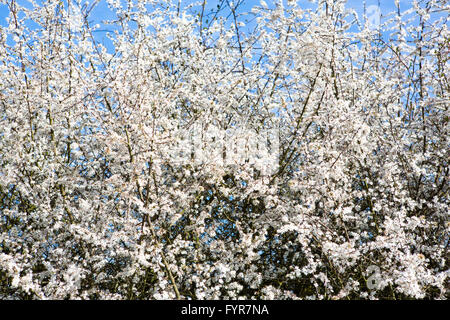 Tiny white flowers on a hedgerow thorn bush in the spring sunshine. Stock Photo