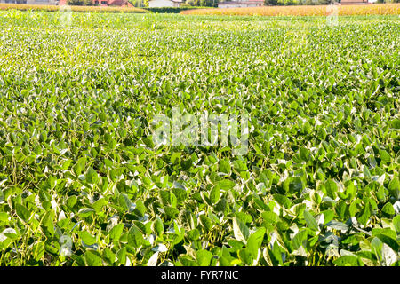 Soybean field ripening at spring season, agricultural landscape Stock Photo