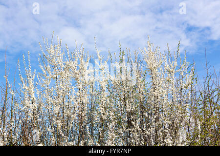 Tiny white flowers on a hedgerow thorn bush in the spring sunshine. Stock Photo