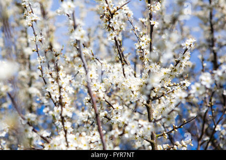 Tiny white flowers on a hedgerow thorn bush in the spring sunshine. Stock Photo