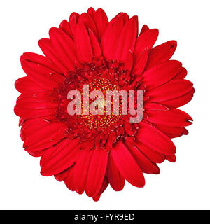 Red Gerbera Flower Isolated Stock Photo
