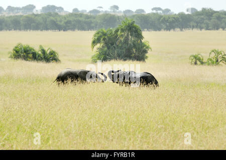 Two baby elephants playing in the Serengeti Stock Photo