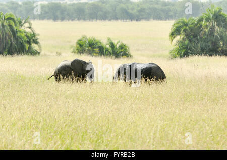 Two baby elephants playing in the Serengeti Stock Photo