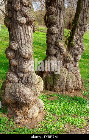 closeup of diseased tree on the edge of the forest Stock Photo