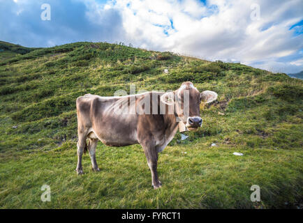 Closeup of a Swiss Dairy Cow Stock Photo