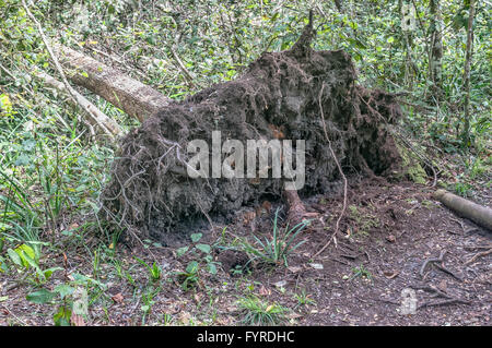 A fallen tree showing the shallow root system of a typical forest tree in the Tsitsikama forest Stock Photo