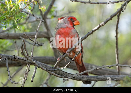 Pyrrhuloxia or Desert Cardinal - Pyrrhuloxia Cardinalis sinuatus - Southern Arizona Stock Photo