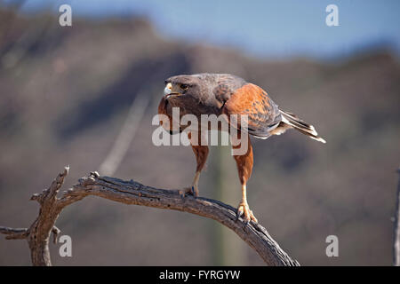 The Harris's Hawk, Parabuteo unicinctus, is formerly known as the Bay-Winged Hawk or Dusky Hawk seen in the Sonoran Desert. Stock Photo