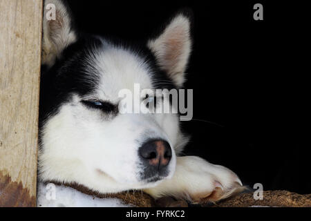 A pregnant husky at a dog sledding camp in Quebec, Canada. Stock Photo