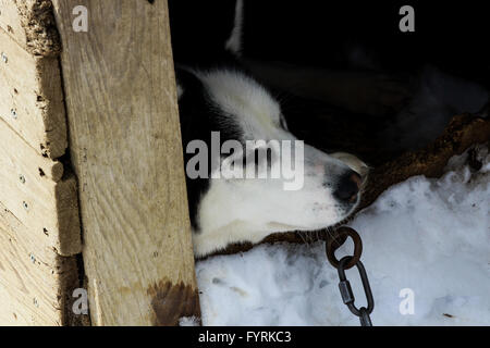 A pregnant husky at a dog sledding camp in Quebec, Canada. Stock Photo