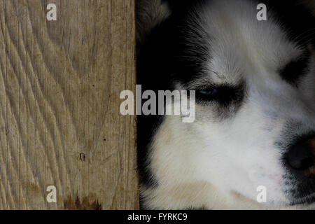 A pregnant husky at a dog sledding camp in Quebec, Canada. Stock Photo