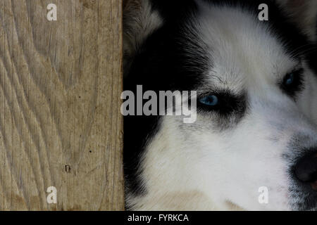 A pregnant husky at a dog sledding camp in Quebec, Canada. Stock Photo
