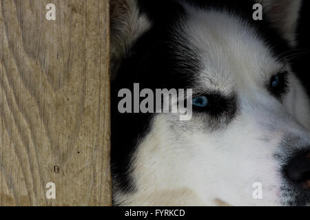 A pregnant husky at a dog sledding camp in Quebec, Canada. Stock Photo