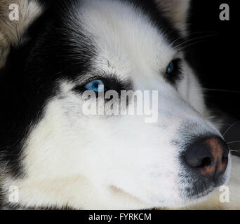 A pregnant husky at a dog sledding camp in Quebec, Canada. Stock Photo