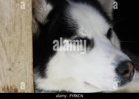 A pregnant husky at a dog sledding camp in Quebec, Canada. Stock Photo