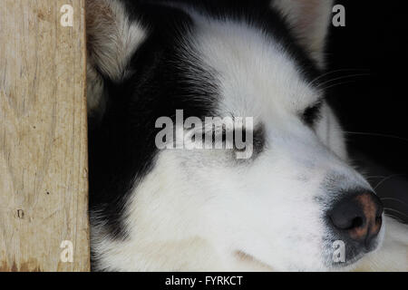 A pregnant husky at a dog sledding camp in Quebec, Canada. Stock Photo