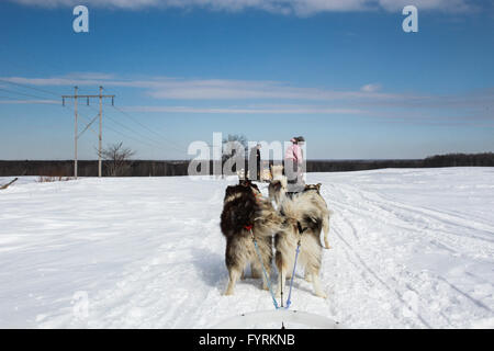 A dog sledding camp in Plessisville, Quebec. Canada. Stock Photo