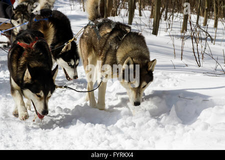A dog sledding camp in Plessisville, Quebec. Canada. Stock Photo