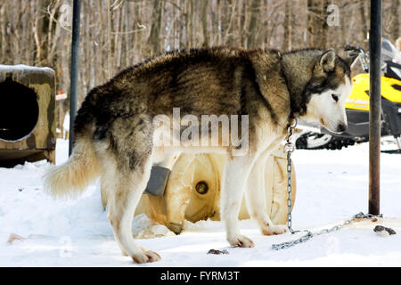 A dog sledding camp in Plessisville, Quebec. Canada. Stock Photo