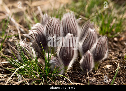 Pulsatilla patens close-up - First spring flowers Stock Photo