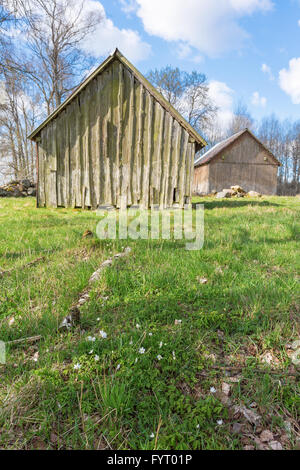 Wood anemone on the ground with shed in background Stock Photo