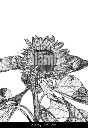 Photo of a sunflower digitally manipulated to look like a pencil sketch on white background see also FYCC4 Stock Photo