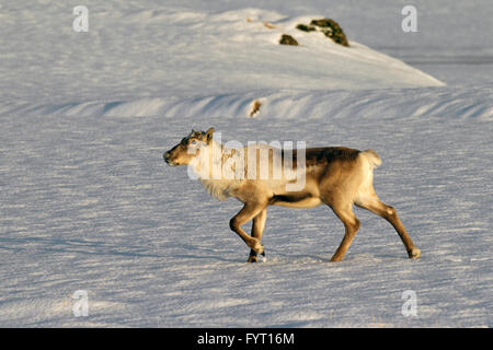 Reindeer (Rangifer tarandus) without antlers foraging in snow covered winter landscape, Iceland Stock Photo
