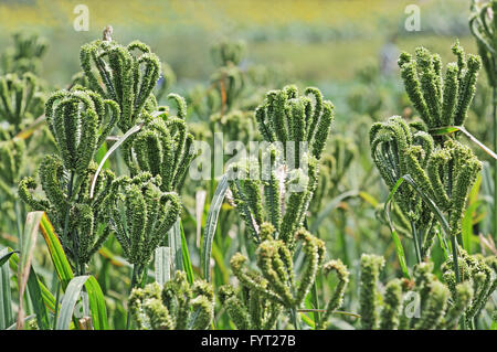 Indian Finger Millet stalk with grains in plants. Millet is used as food, fodder and for producing alcoholic beverages. Stock Photo