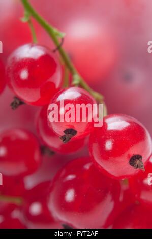 Red currant, macro shot Stock Photo