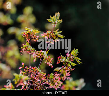 Acer rubrum October glory ,Red maple,Scarlet maple, Swamp maple. Stock Photo
