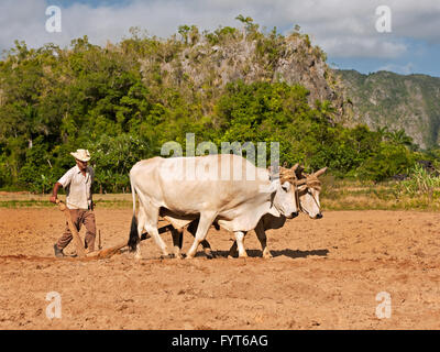 A man with an ox ploughing a tobacco field in Cuba. Tractors and fuel are too expensive so animal and human power are frequently used for ploughing. Stock Photo