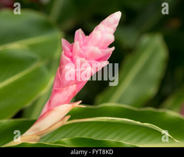 Pink GInger plant growing in plantation in Kauai Stock Photo