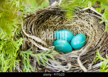 Robin nest with 3 blue eggs. Stock Photo