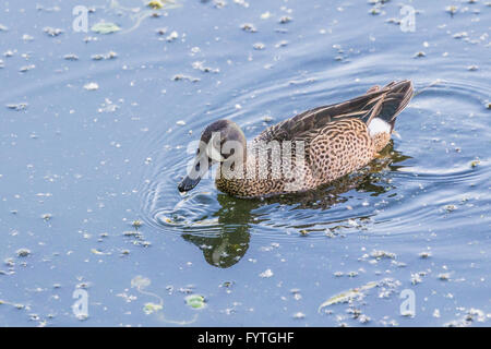 Blue-winged Teal duck at The Rookery at Smith Oaks in High Island, Texas, during breeding season. Stock Photo