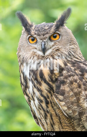 Eurasian Eagle-owl, a Rescue bird, rehabilitated and trained for education and conservation purposes. Stock Photo