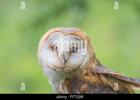 European Barn Owl, a Rescue bird, rehabilitated and trained for education and conversation purposes. Stock Photo