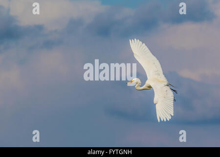 Great Egret in flight at The Rookery at Smith Oaks in High Island, Texas, during breeding season. Stock Photo