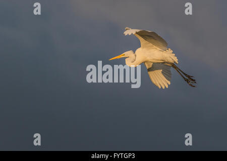 Great Egret flying at dusk at The Rookery at Smith Oaks in High Island, Texas, during breeding season. Stock Photo