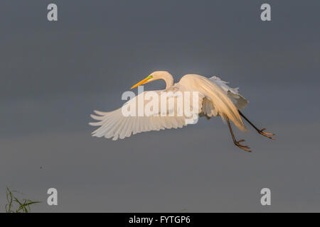 Great Egret flying at dusk at The Rookery at Smith Oaks in High Island, Texas, during breeding season. Stock Photo