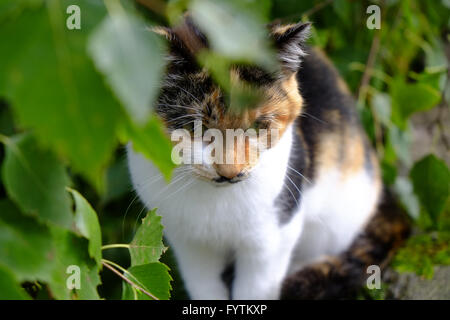 Cat in hiding Stock Photo