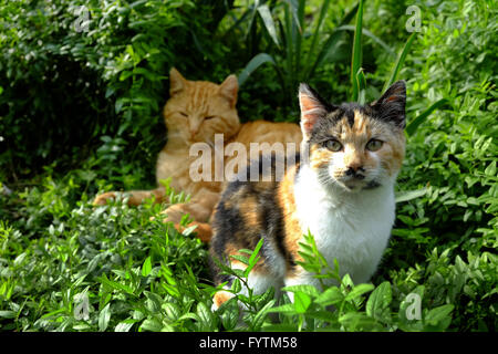 Two cats resting in the garden Stock Photo